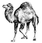 the Perl camel